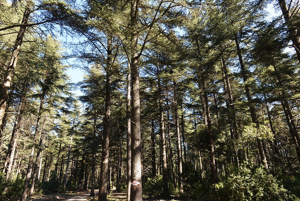 Forêt des cèdres